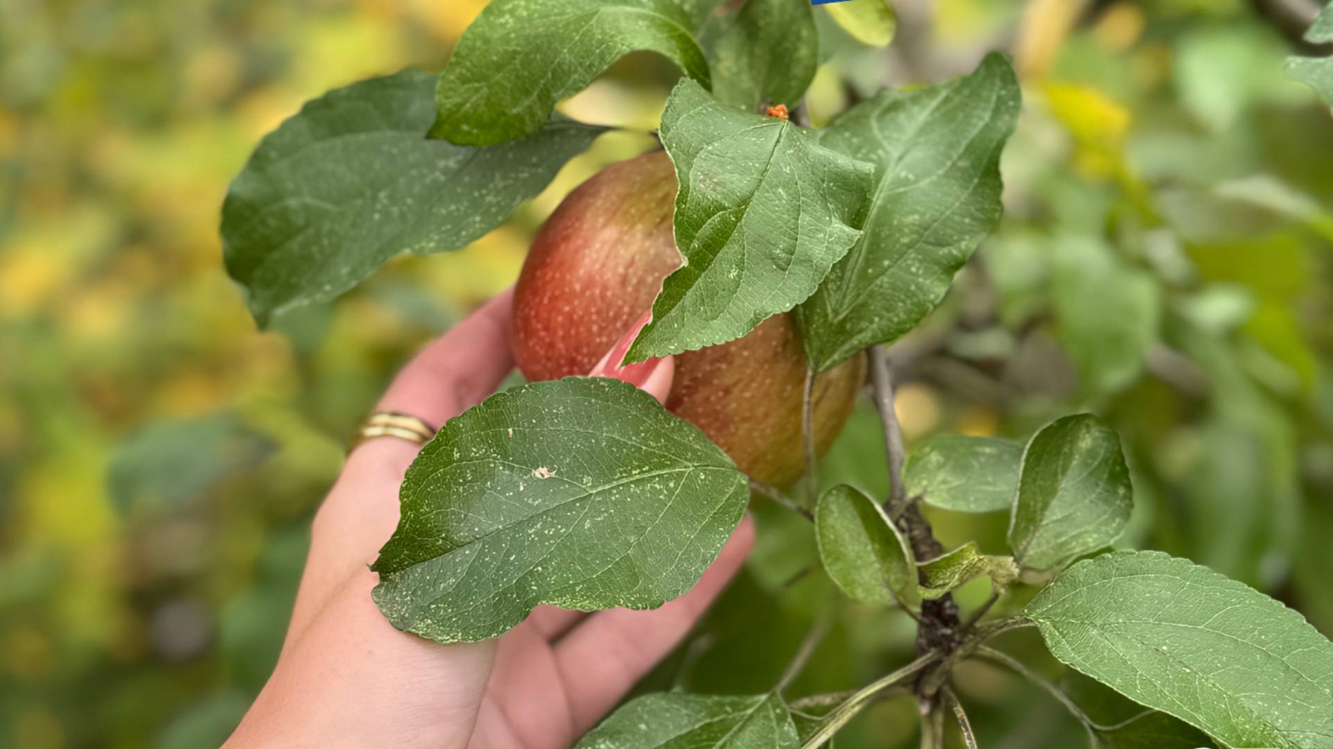 Lief Weken: Plukmiddag Tapijntuin
